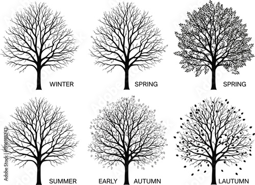 Four Seasons Tree Growth Stages Illustration Set