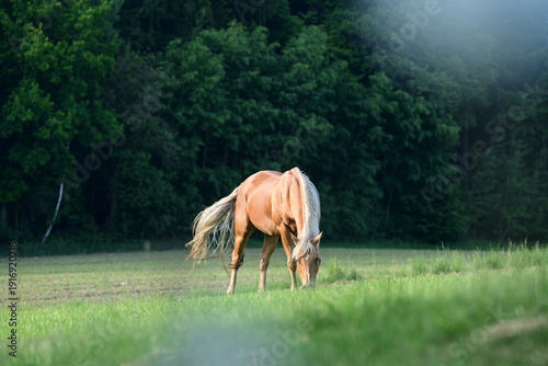 Pferd grast friedlich auf sommerlichen Wiese am Waldrand