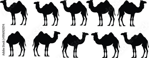 Camel silhouette illustration, Bactrian two hump camel, Dromedary one hump camel, desert animal vector, wildlife icon design, travel culture art