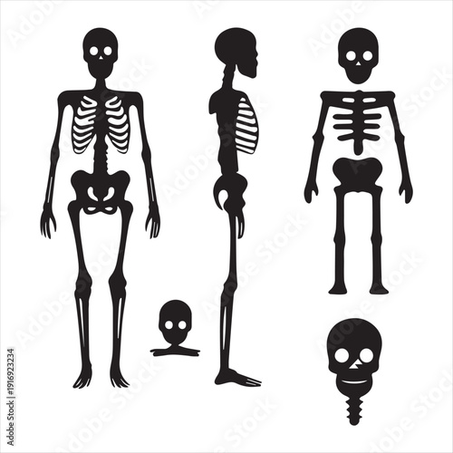 Detailed 3d medical illustration of a human skull and skeletal body anatomy showing the head and bones figure for biology or halloween fashion