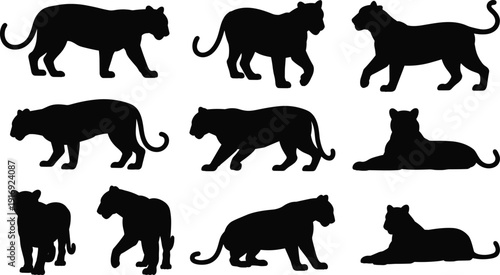 Collection of black tiger silhouettes showing walking and lying down poses, wild big cat vector icons set for wildlife design