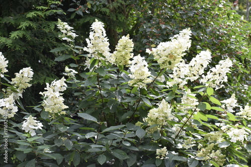 Hydrangea paniculata grandiflora close up in garden