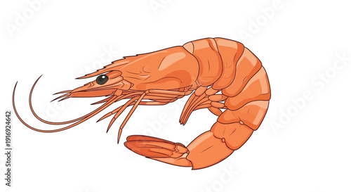 Illustration of a vibrant orange shrimp with delicate curved antennae
