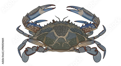 Detailed illustration of a blue crab with prominent claws and shell