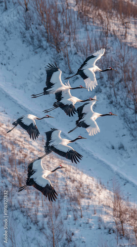 winter wildlife scene featuring seven red crowned cranes flying gracefully over a snowy landscape with warm low sunlight casting long shadows across the frozen ground