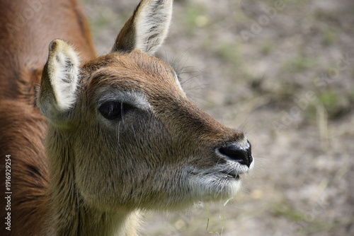 Young waterbuck antelope close up in natural environment