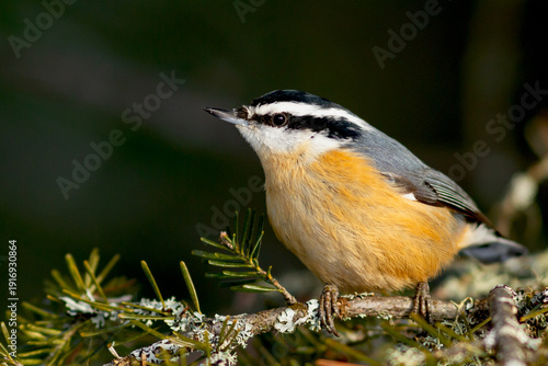 A red-breasted nuthatch perched on a branch