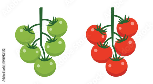 Illustration of ripening tomatoes green and red varieties displayed