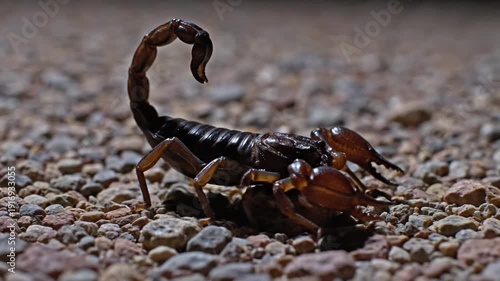 Dangerous scorpion with raised tail crawling on rocky ground