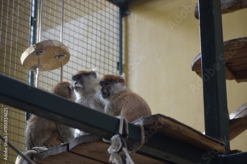 Photos Patas monkeys or hussar monkeys in natural habitat