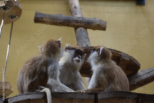 Obraz na płótnie Patas monkeys or hussar monkeys in natural habitat