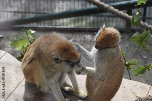 Photos Patas monkeys or hussar monkeys in natural habitat