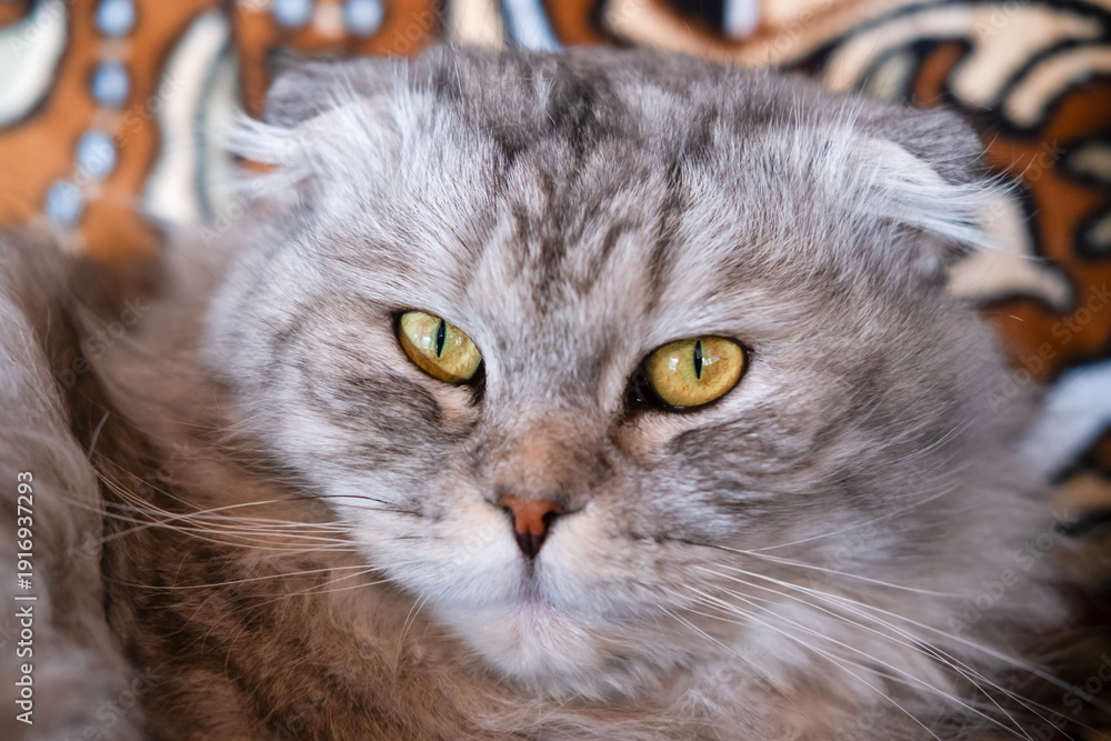 Naklejka premium Gray Cat Lying On Sofa Outside