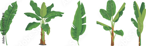 Tropical banana tree and green palm leaf collection featuring isolated exotic plants, botanical elements, jungle foliage, and summer nature icons for garden design.