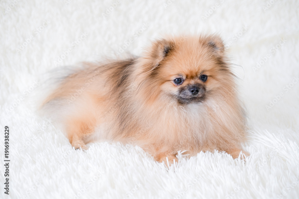 Fototapeta premium A small Pameranian Spitz is lying on the sofa