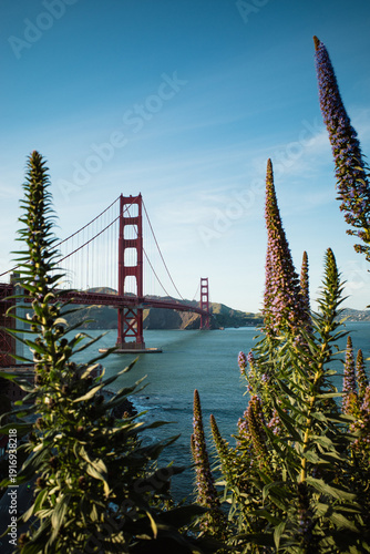 Golden Gate Bridge mit Blumen im Frühling 2