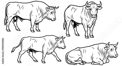 Cow in various poses standing walking and lying down illustrated in black and white for educational or artistic use