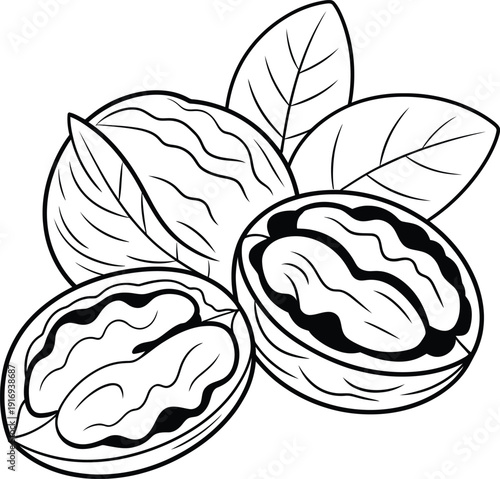 Black and white line drawing illustration of walnuts, some whole and some cracked open, with leaves, suitable for coloring book page