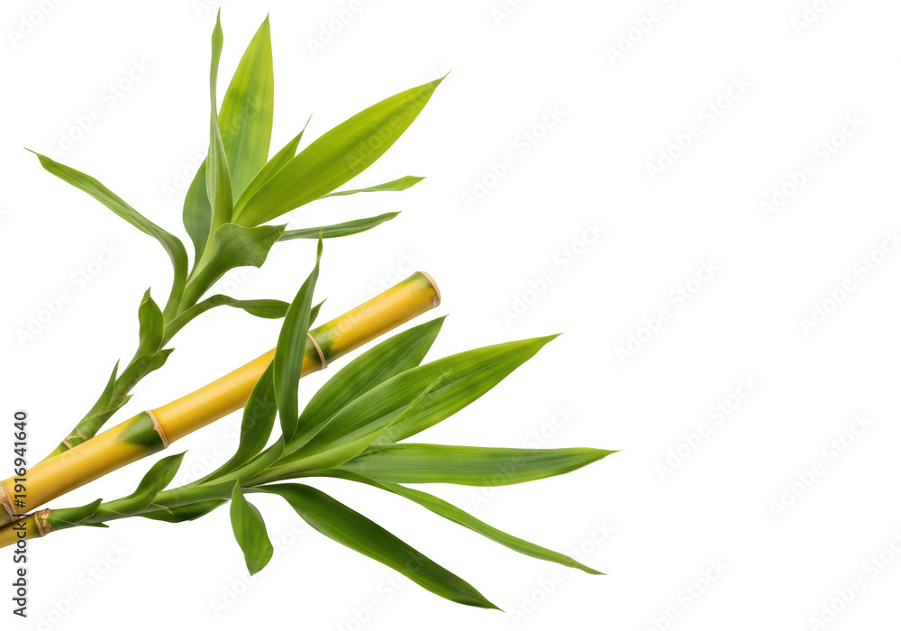 Fototapeta premium two vibrant golden bamboo stalks with rich green leaves and visible veins, isolated on a transparent background with ample copy space, embodying natural simplicity and zen concept