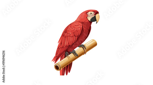 A vibrant scarlet avian perched upon a bamboo branch, with exquisite detail and a bright white background