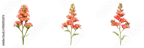 Photos Set of Flowering Coral Snapdragons Isolated on White Background