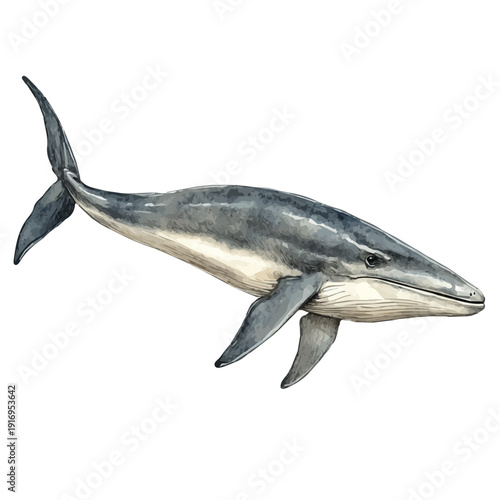 Ichthyosaurus, watercolor drawing vector, isolated on a white background.
