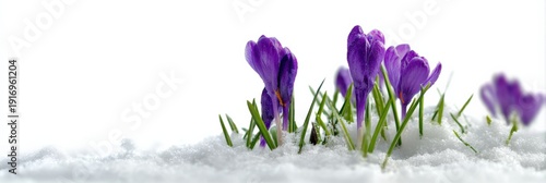Purple crocus blooms emerge through snow in early spring