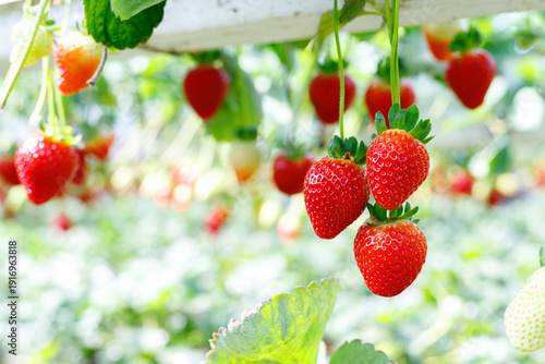 Hydroponic farming of strawberries in a greenhouse