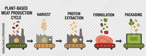 Plant-based meat production cycle vector illustration showing 5 distinct steps. Includes harvest, protein extraction, formulation, and packaging processes. Created in a flat