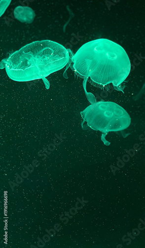 Three Jellyfish Swimming in a Tank Glowing under Green Light