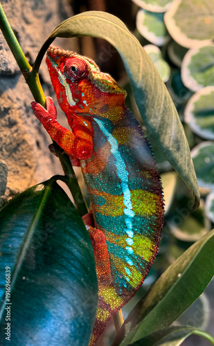 Colorful Cameleo Climbing up a Tree Branch