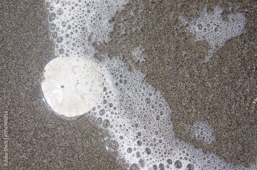 Single Sand Dollar on a Sandy Beach with Ocean Waves