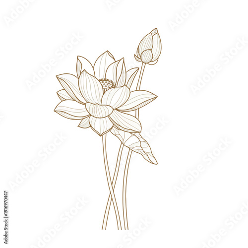 Lotus flower drawing with buds and elegant line work representing purity and floral nature