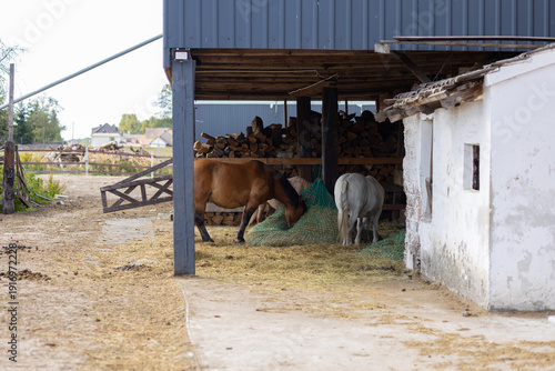 Horses eating hay under a shelter on a traditional farm. Rural stable scene with horses feeding near a rustic stone building. Animal husbandry and countryside ranch life.