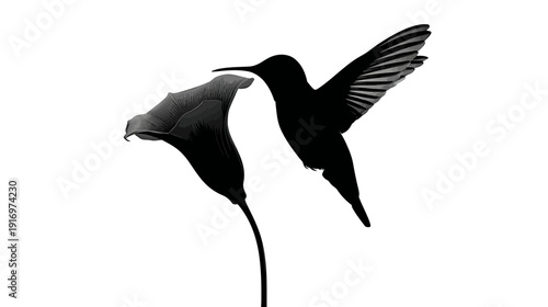 A grayscale depiction of a hummingbird approaching a calla lily. The image is on a white background