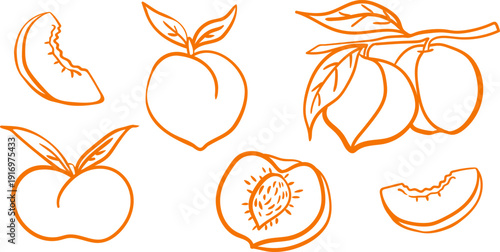 orange peach line art elements set isolated on white background hand drawn fruit contour for logo and label design