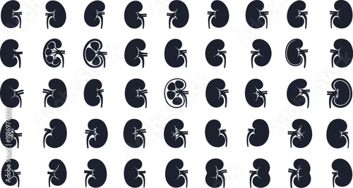 Collection of detailed kidney illustrations for medical and educational purposes