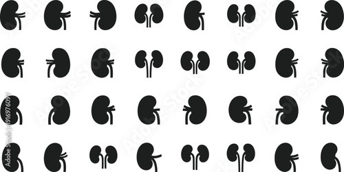 Various kidney anatomy illustrations for medical use