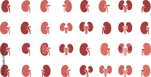 Collection of human kidney illustrations in various shades of red on white