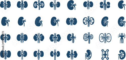 Collection of human kidney illustrations in various styles and orientations
