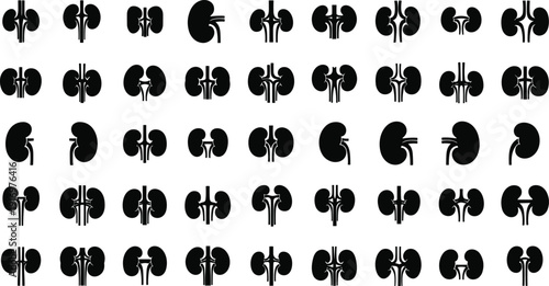 Various kidney anatomy illustrations for medical use