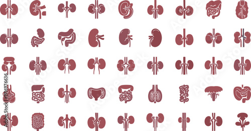Detailed illustrations of human kidney and digestive system organs