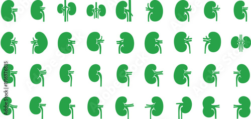Green kidney illustrations for medical education and health concepts
