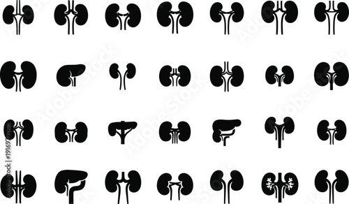 Kidney anatomy illustrations for medical education and healthcare professionals