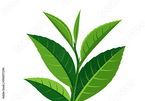 Fresh green tea leaves in detailed illustration on white background  