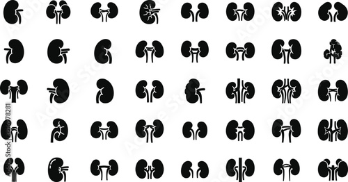 Set of kidney anatomy illustrations in black on white