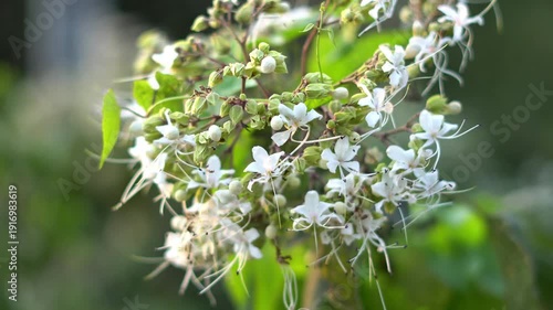 Close Up of a Wild White Flower. Fresh White Floral Cluster with Soft Bokeh Nature Macro Shot. Clerodendrum Inerme Flower Cluster.