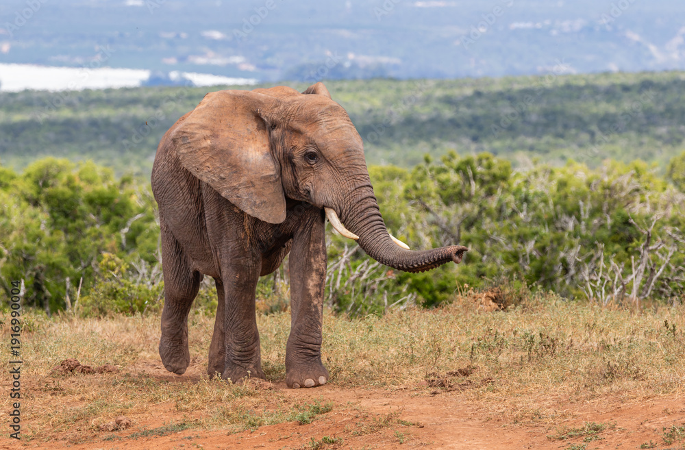 Fototapeta premium Elephant walking in a footpath with the trunk smelling the air.