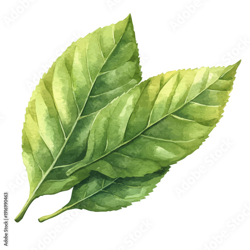 Fresh Green Leaves, watercolor clipart vector, isolated on a white background.