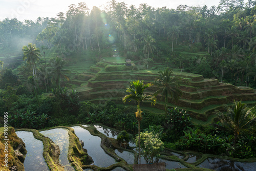 Принти на полотні Beautiful morning at Tegallalang rice terrace in Ubud Bali